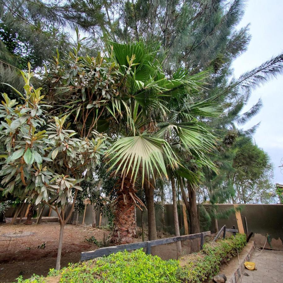 Palm Nest - Near Jkia Hotel Nairobi Exterior foto